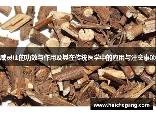 威灵仙的功效与作用及其在传统医学中的应用与注意事项